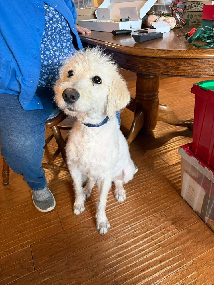 Scotty - COURTESY POST, a Adoptable mixed breed in Coldwater, MI image 3/4