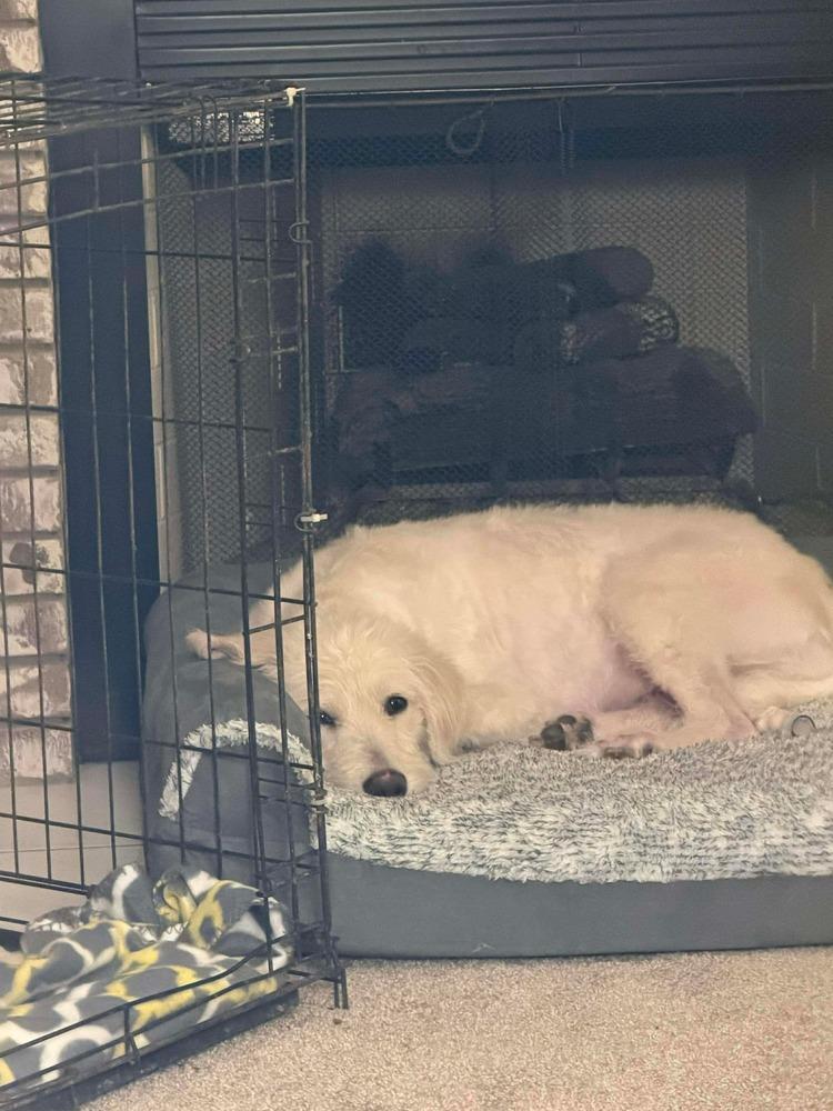 Scotty - COURTESY POST, a Adoptable mixed breed in Coldwater, MI image 4/4