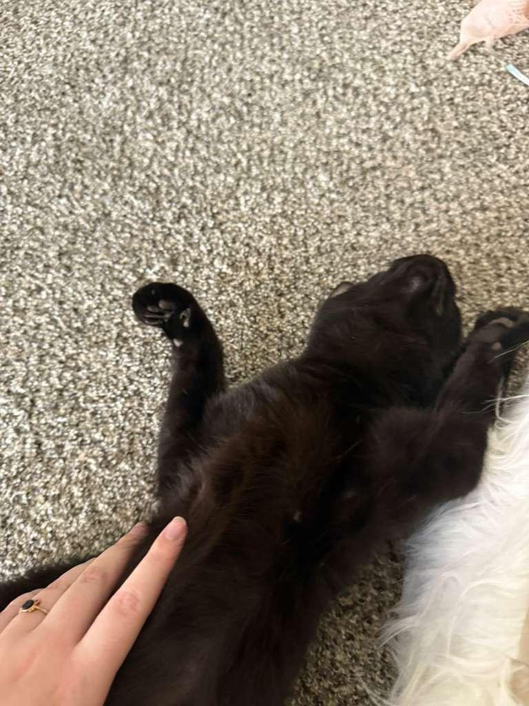 Webber, Adopted, Young Male Domestic Short Hair.