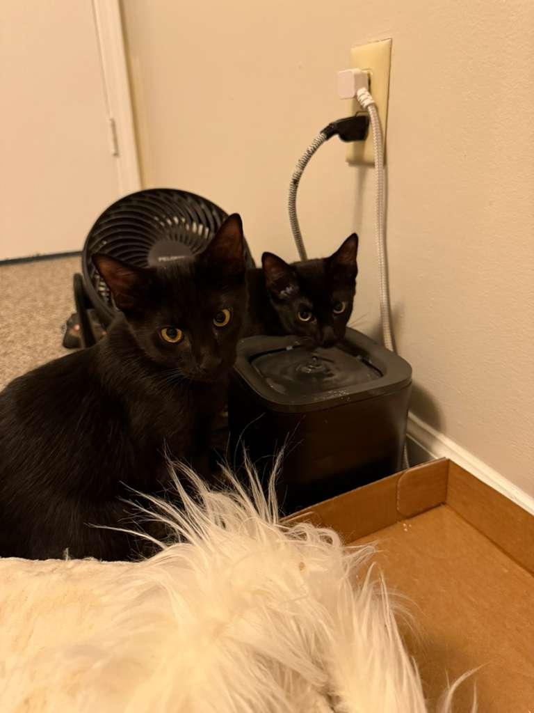 Webber, a Adopted Domestic Short Hair in Mississippi State, MS image 3/6