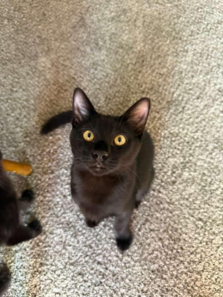 Webber, a Adopted Domestic Short Hair in Mississippi State, MS image 4/6