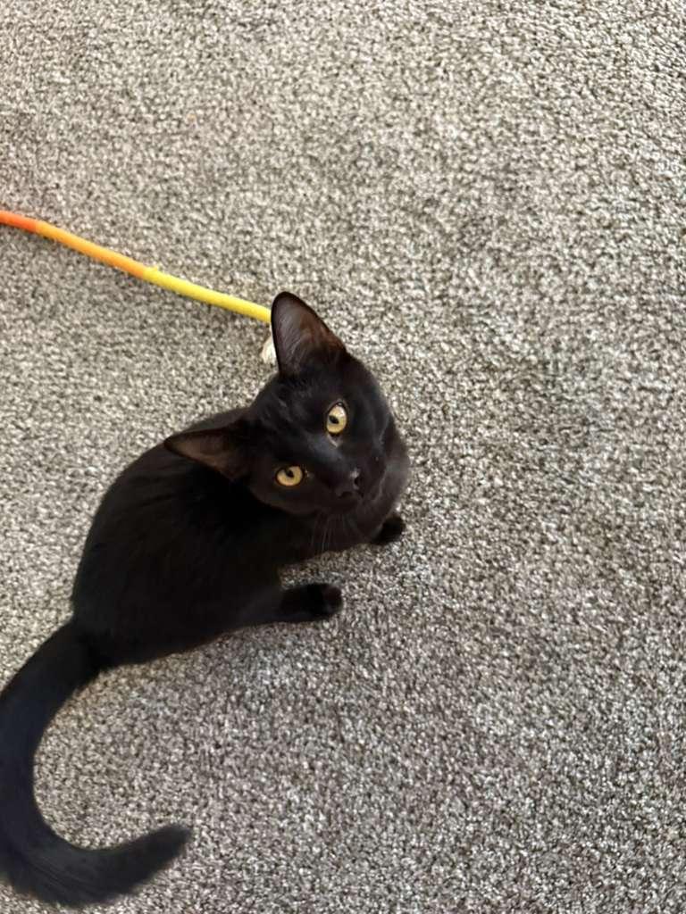 Webber, a Adopted Domestic Short Hair in Mississippi State, MS image 5/6