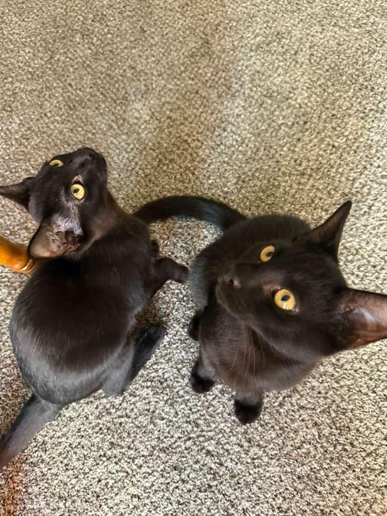 Webber, a Adopted Domestic Short Hair in Mississippi State, MS image 6/6