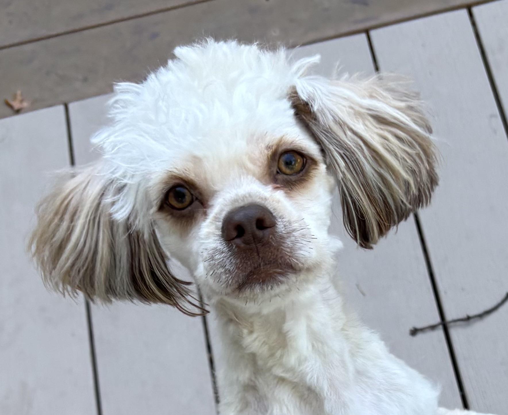 Enlarge Teddy, a Adopted mixed breed in Paramus, NJ image 1/2