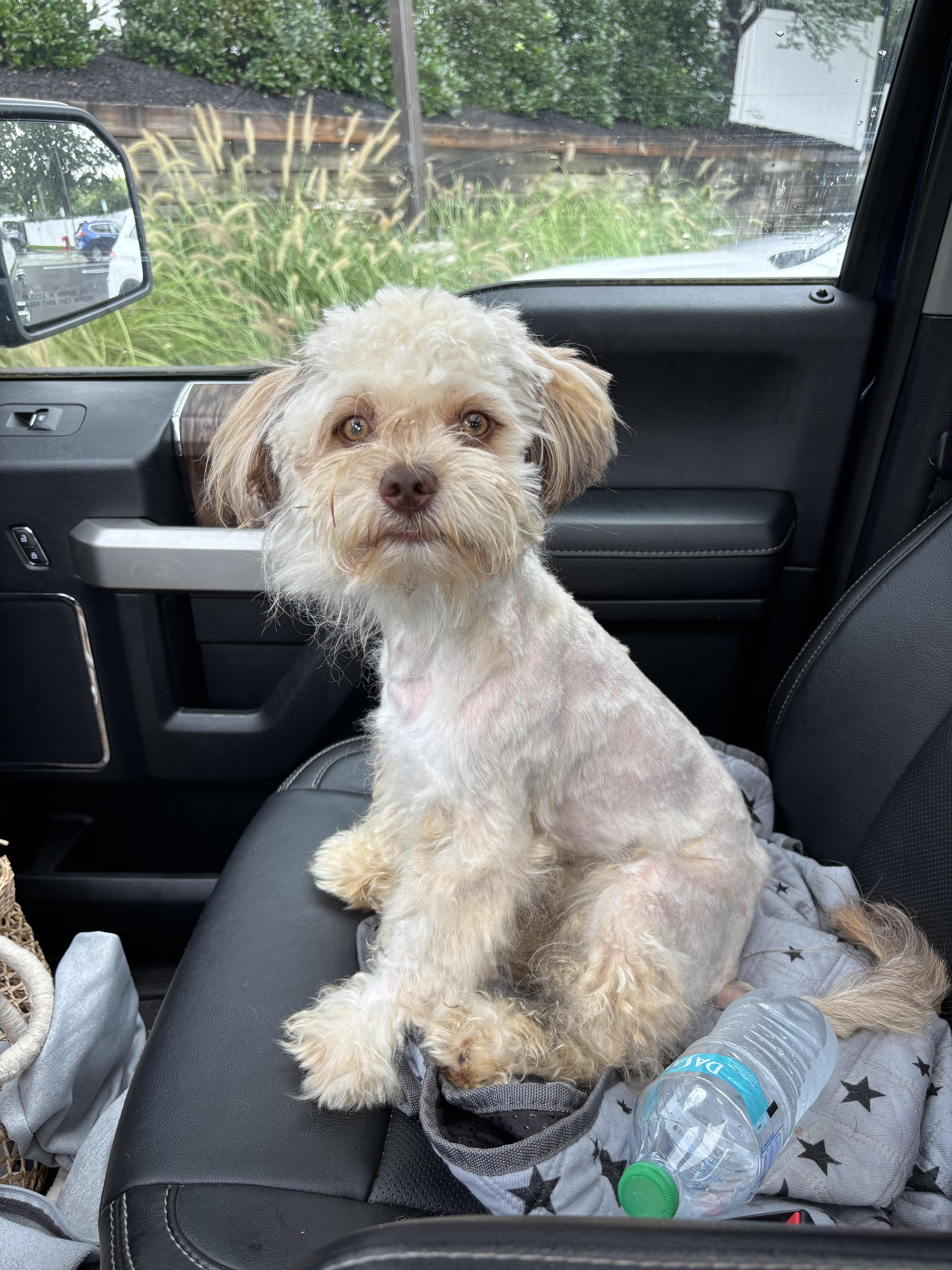 Enlarge Teddy, a Adopted mixed breed in Paramus, NJ image 2/2