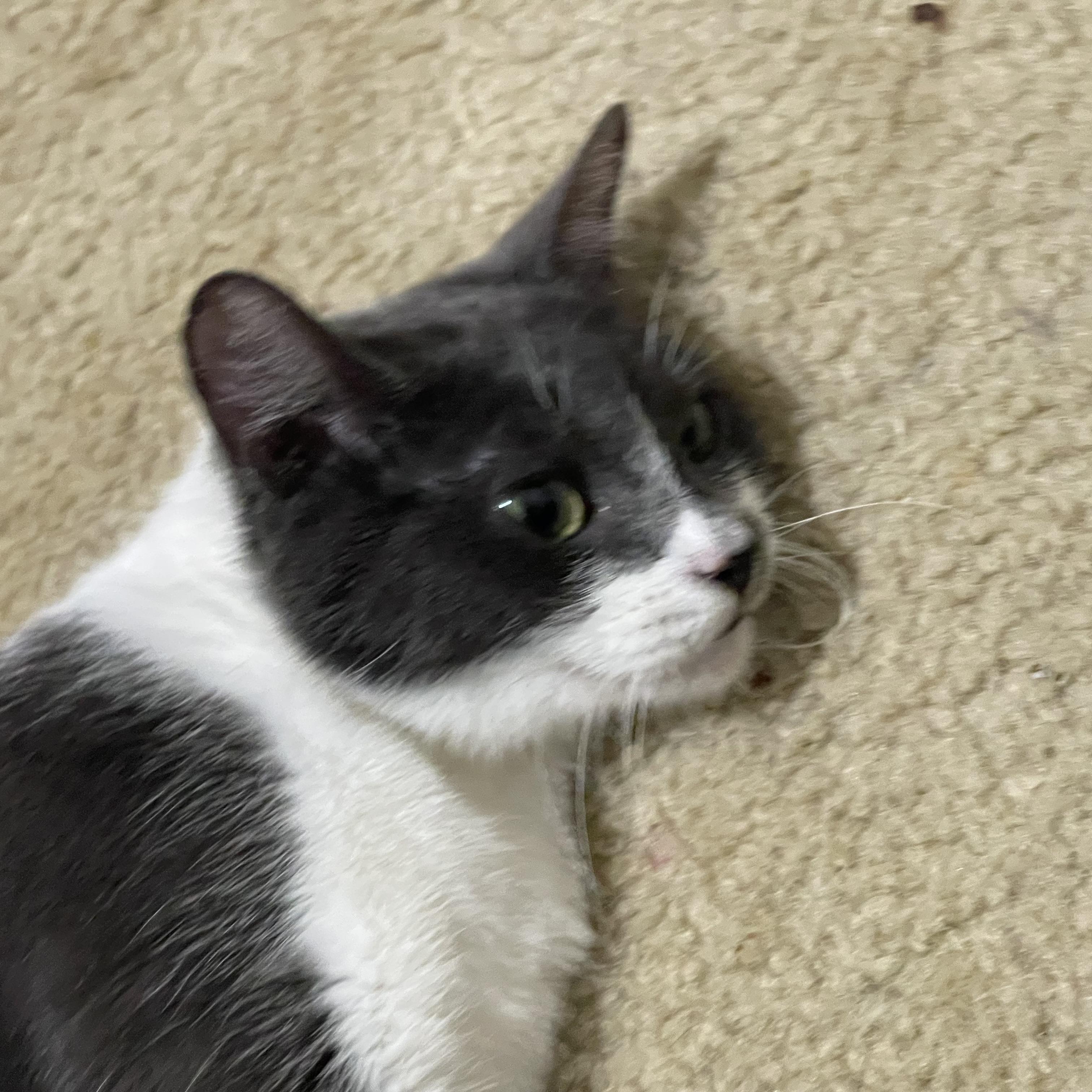Enlarge Scarlet, a Adoptable Russian Blue in HARRISVILLE, PA image 4/6