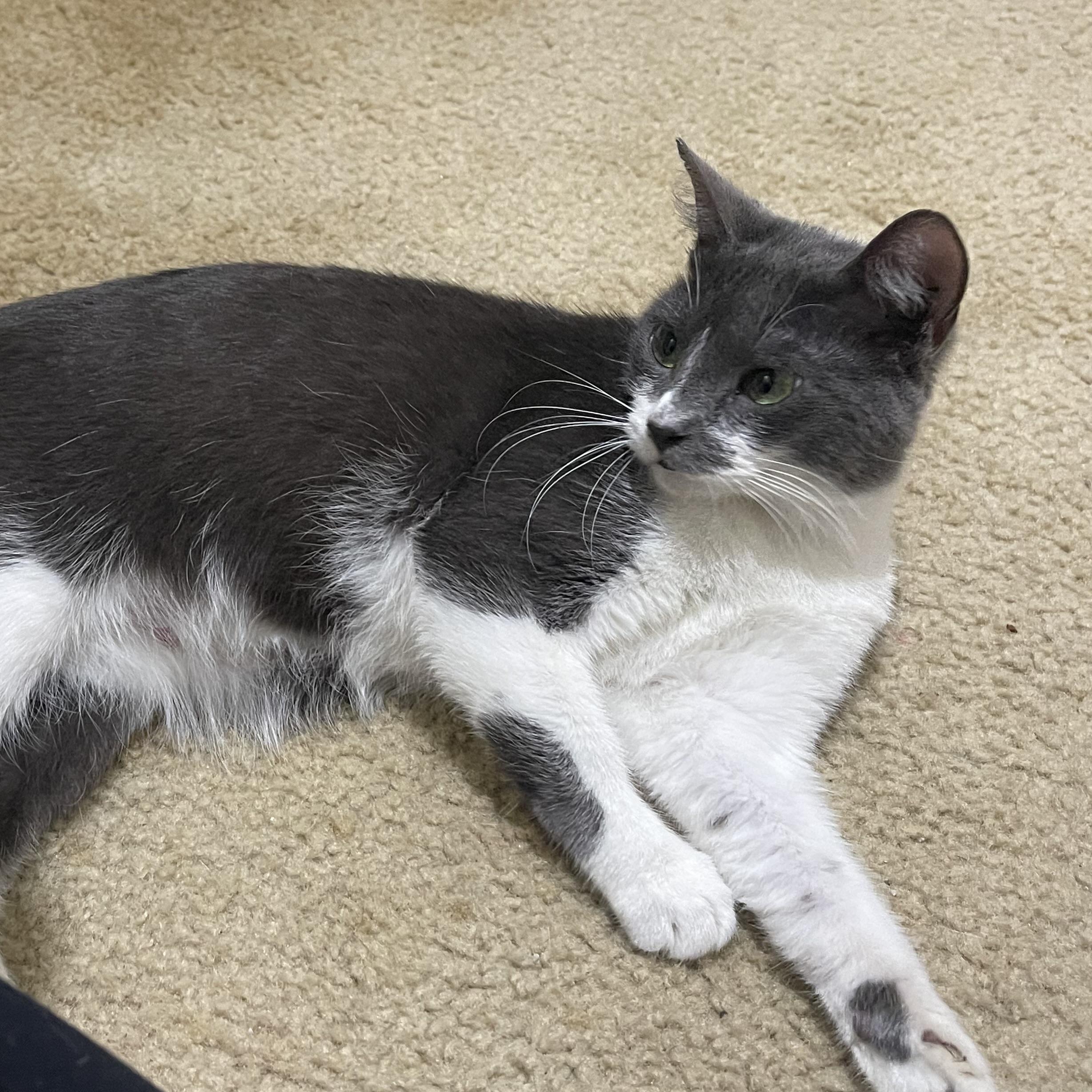 Enlarge Scarlet, a Adoptable Russian Blue in HARRISVILLE, PA image 5/6
