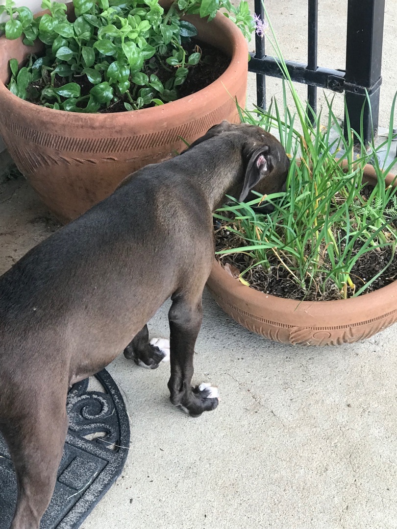 Mickey, a Adoptable mixed breed in Bellevue, WA image 2/6