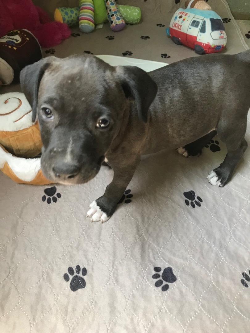 Mickey, a Adoptable mixed breed in Bellevue, WA image 5/6