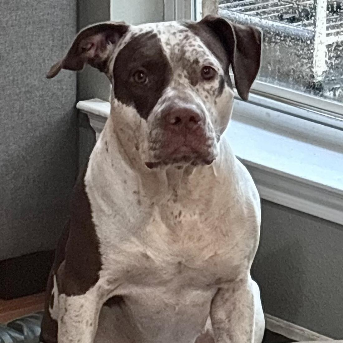 Enlarge Dolly, a Adoptable mixed breed in HARRISVILLE, PA image 6/6