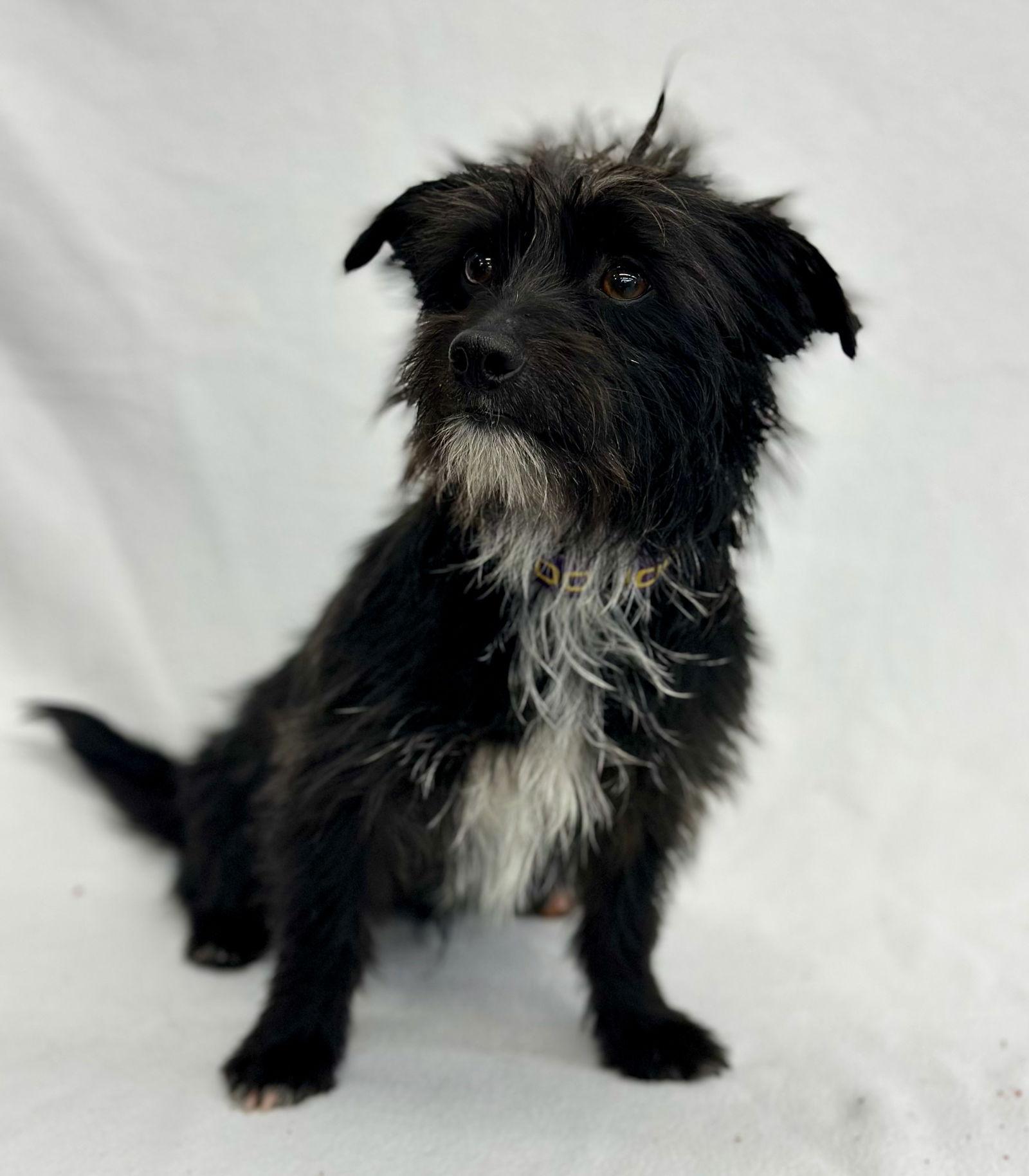 Enlarge Jackpot, a Adoptable mixed breed in Palo Alto, CA image 1/3