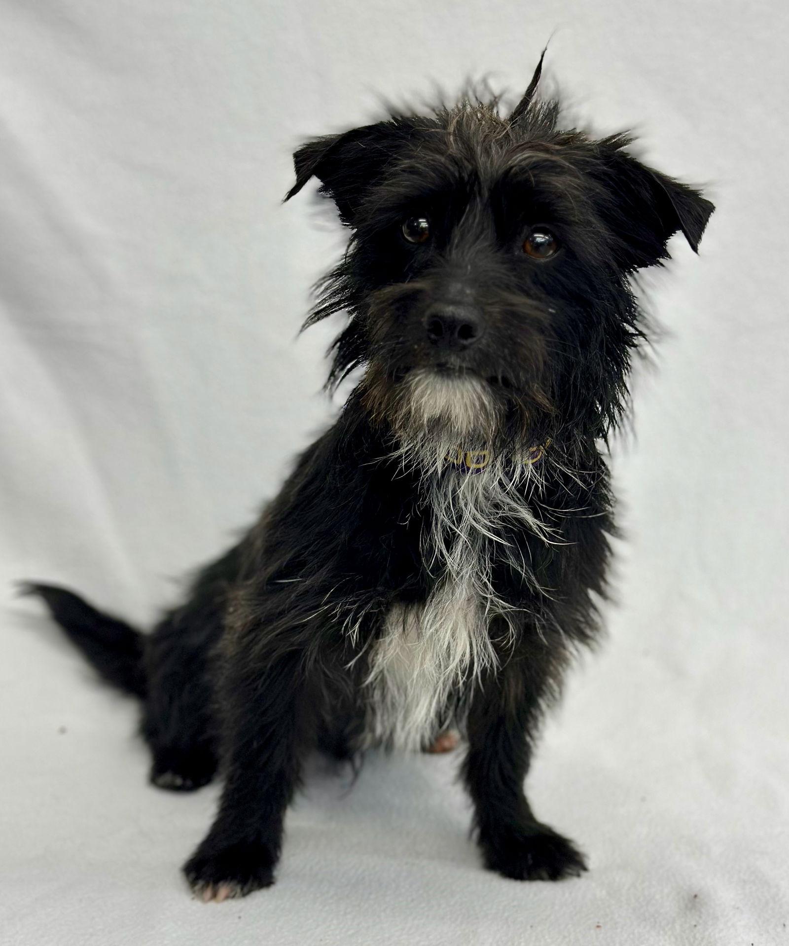 Enlarge Jackpot, a Adoptable mixed breed in Palo Alto, CA image 2/3