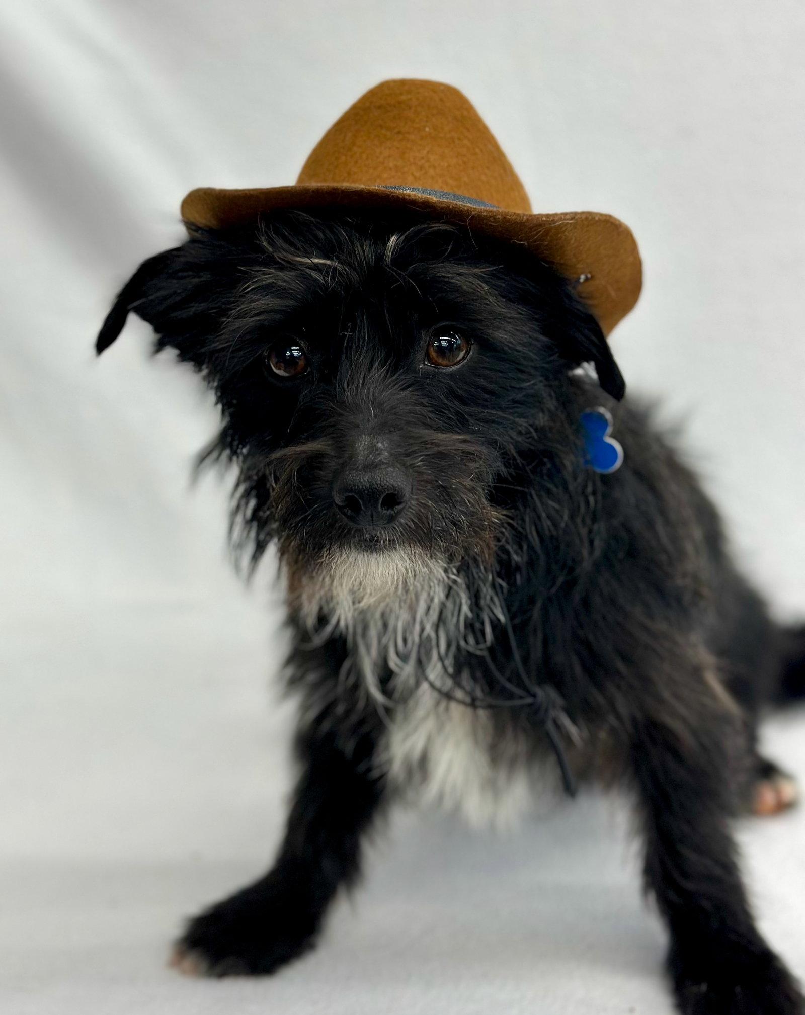 Enlarge Jackpot, a Adoptable mixed breed in Palo Alto, CA image 3/3