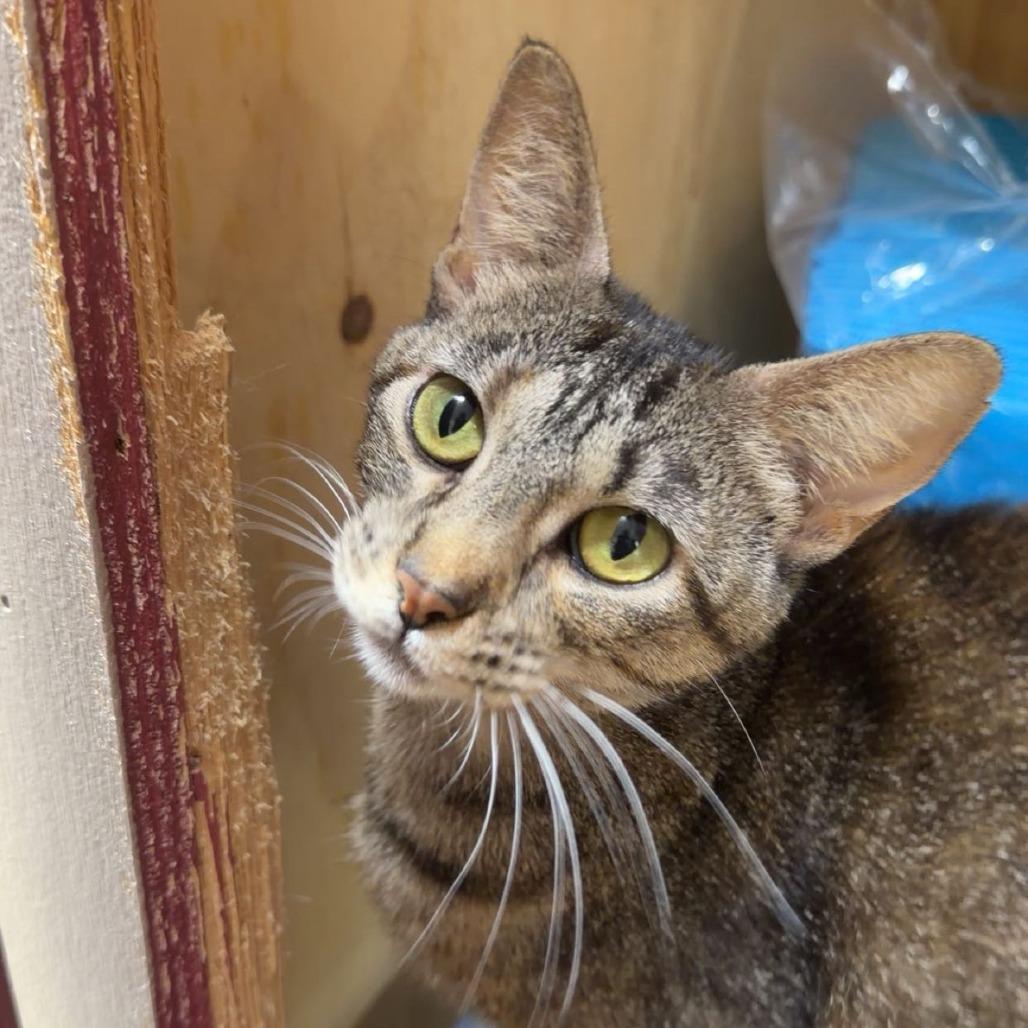 Momo, Adoptable, Adult Female Domestic Short Hair.