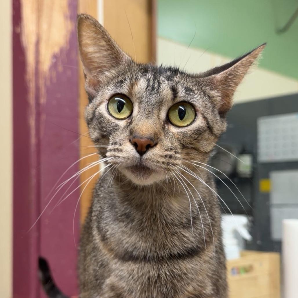 Momo, a Adoptable Domestic Short Hair in Pontiac, IL image 2/2