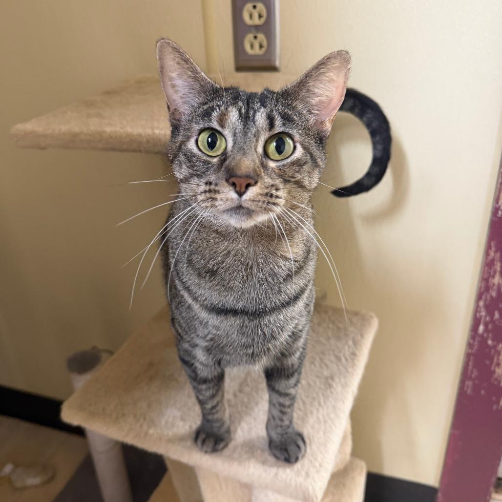 Enlarge Momo, a Adoptable Domestic Short Hair in Pontiac, IL image 3/3