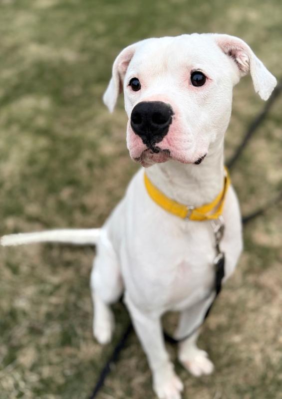 Chance, Adoptable, Adult Male Mixed Breed.