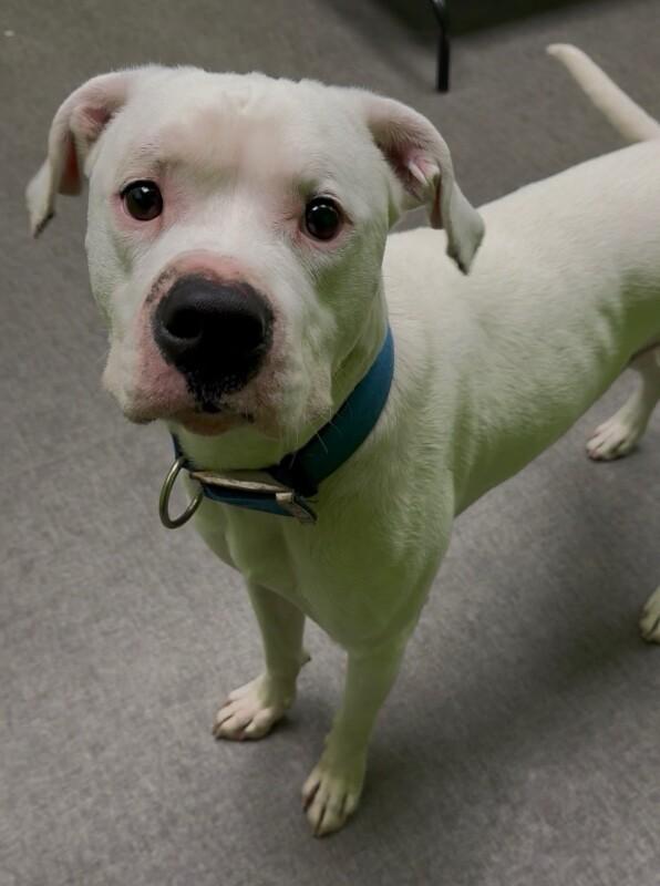 Chance, a Adoptable Mixed Breed in Osseo, MI image 2/4