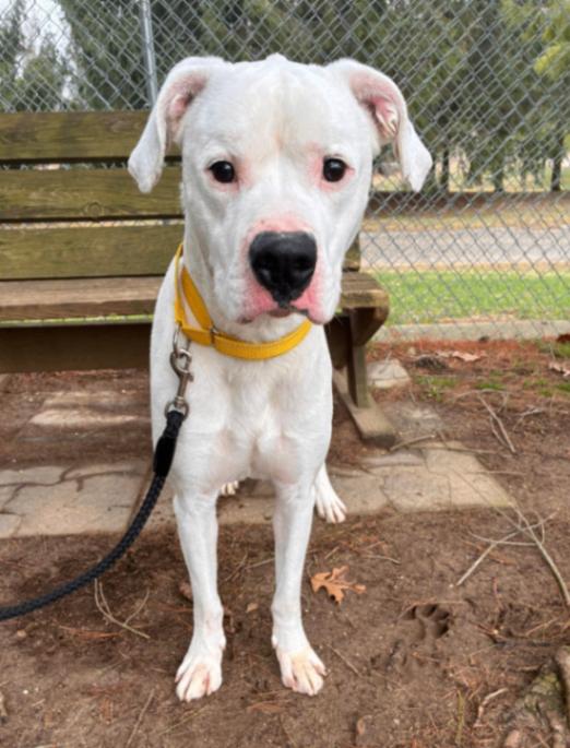 Chance, a Adoptable Mixed Breed in Osseo, MI image 3/4