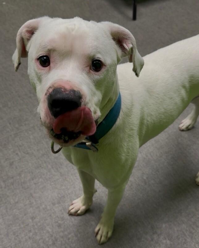 Chance, a Adoptable Mixed Breed in Osseo, MI image 4/4