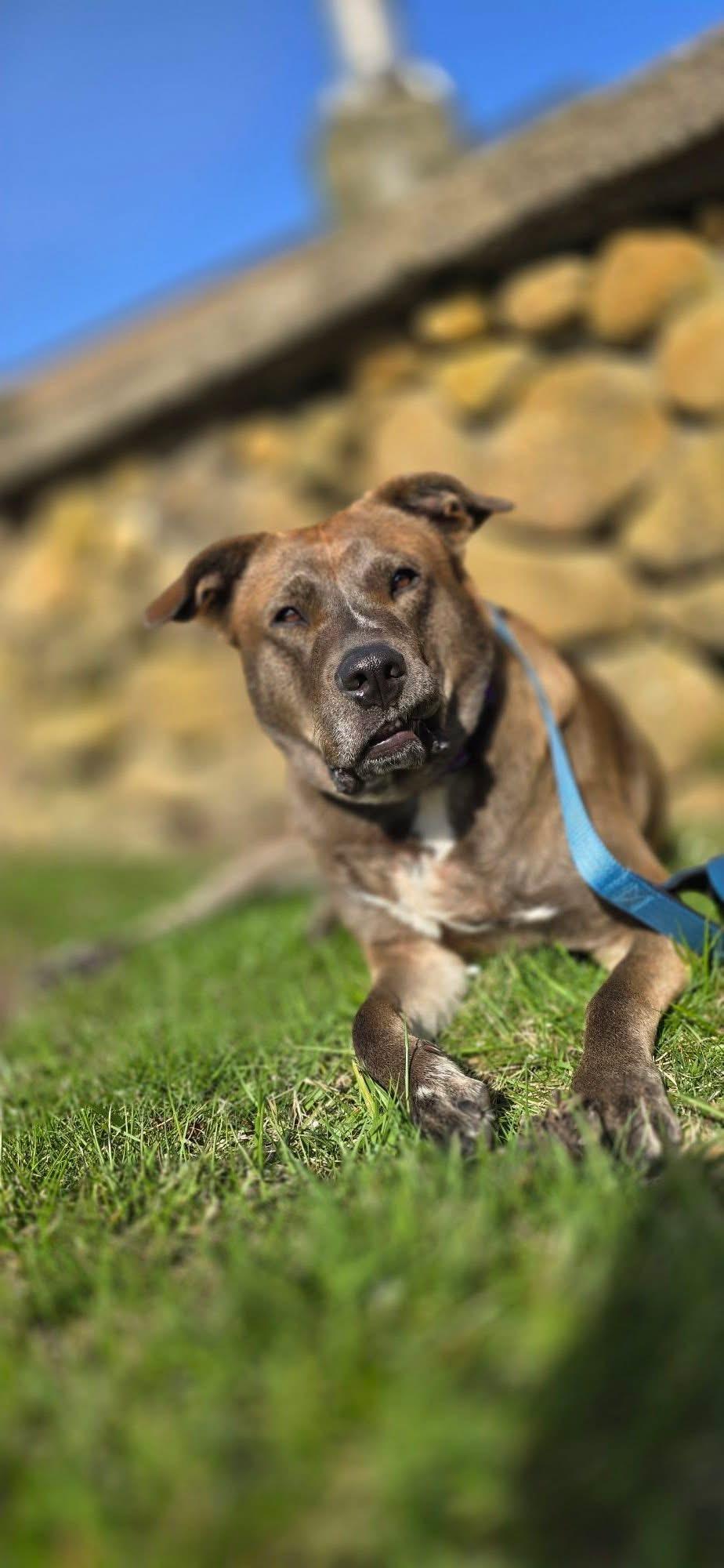 Enlarge Chevy, a Adoptable mixed breed in Pembroke, MA image 1/5