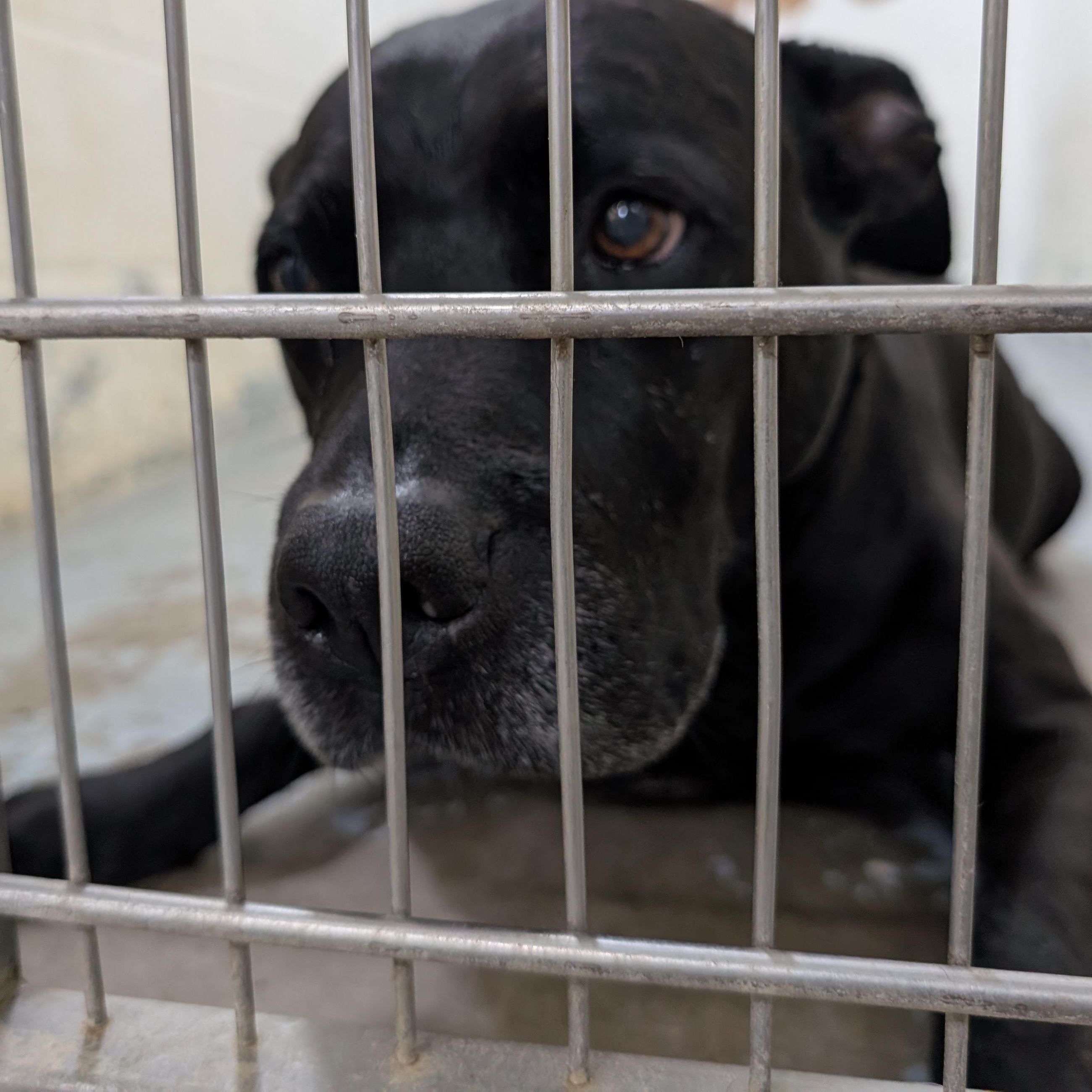 191281 LOOKING FOR OWNER, a ADOPTABLE mixed breed in Ravenna, OH image 4/4