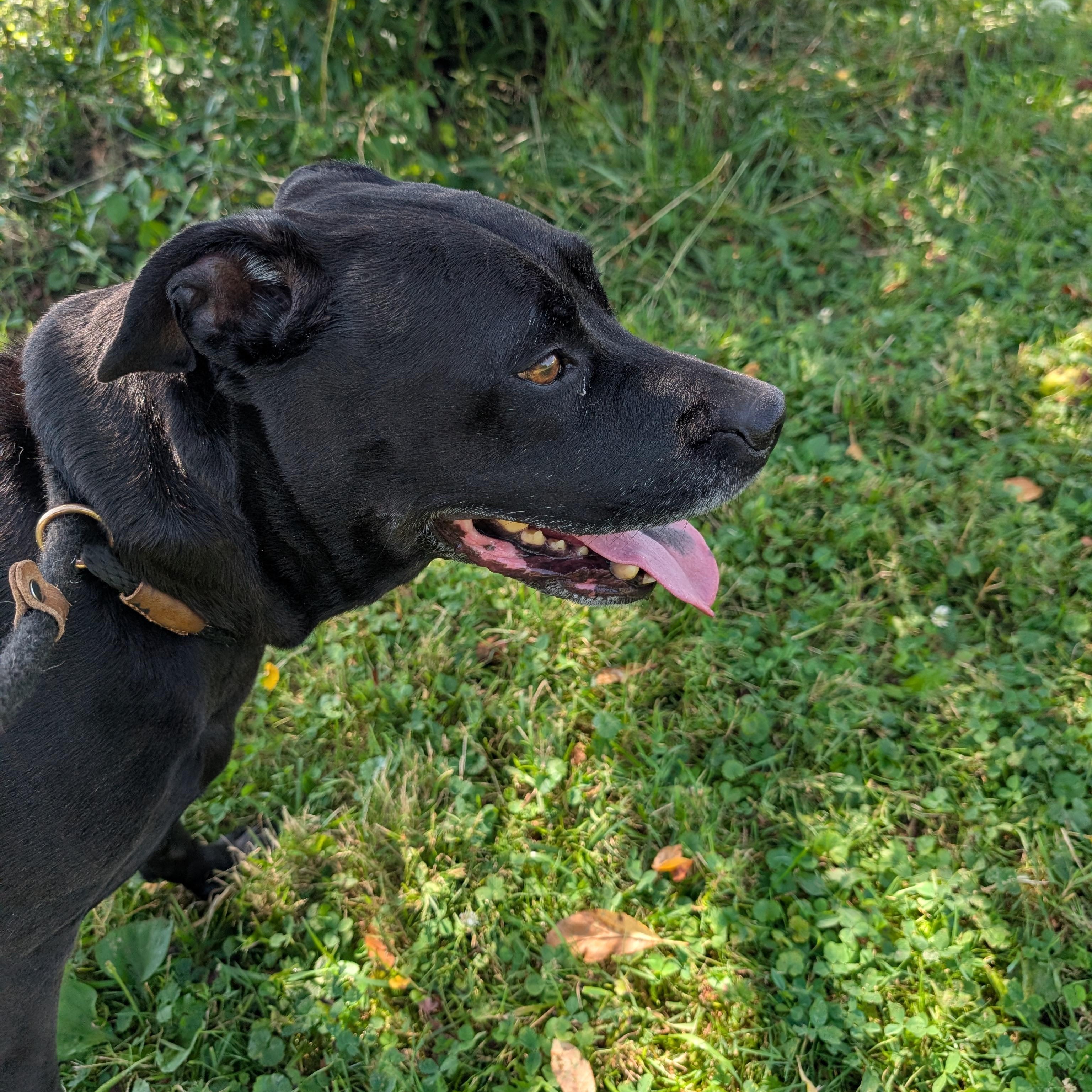 191281 LOOKING FOR OWNER, ADOPTABLE, Adult Female Pit Bull Terrier.