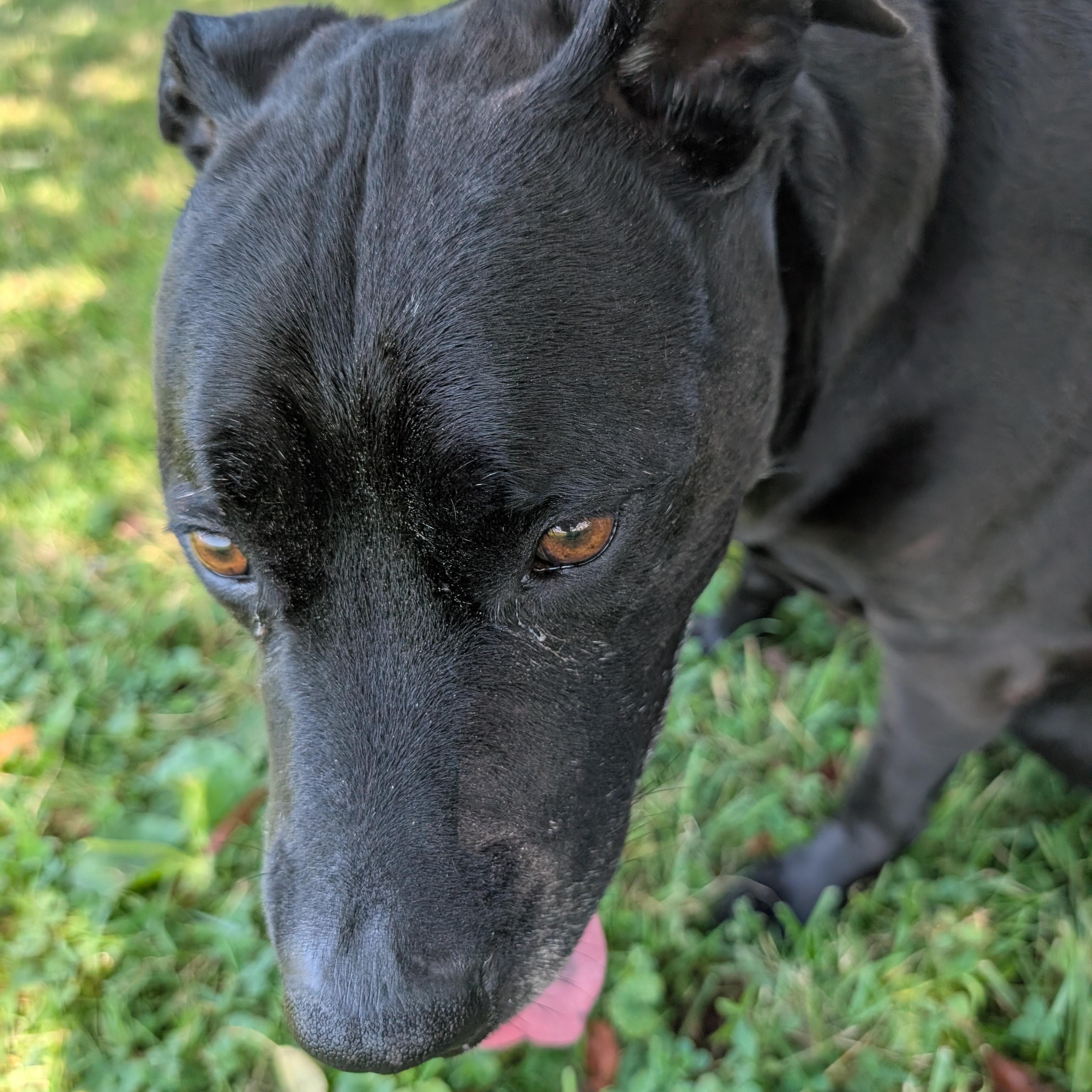 191281 LOOKING FOR OWNER, a ADOPTABLE mixed breed in Ravenna, OH image 3/4