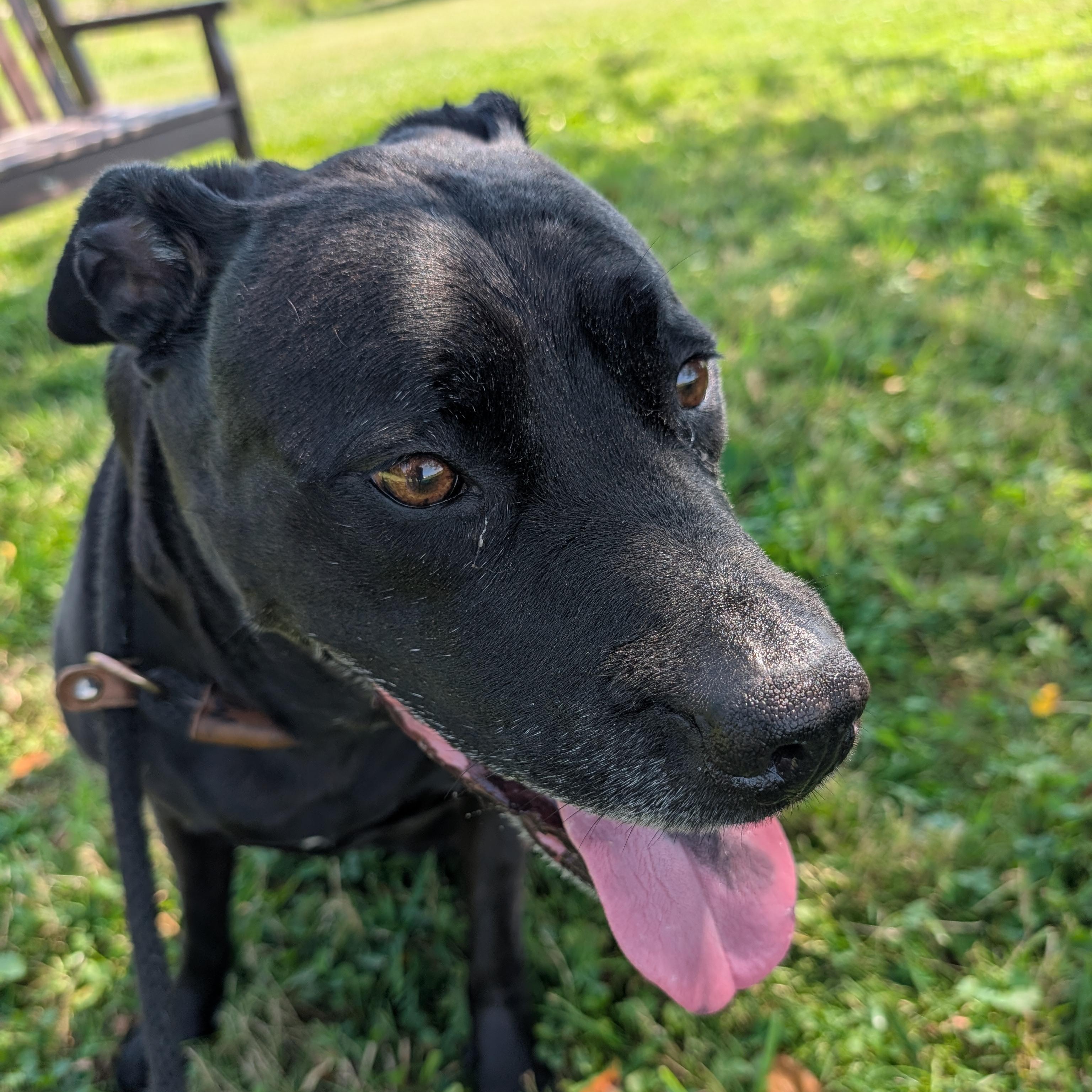 191281 LOOKING FOR OWNER, a ADOPTABLE mixed breed in Ravenna, OH image 2/4