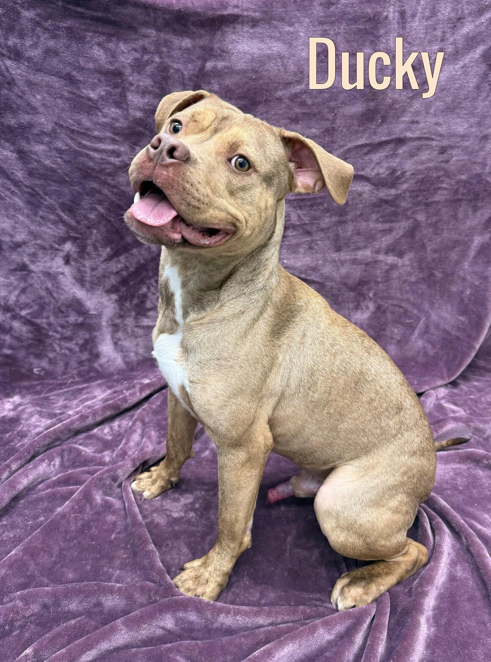 Ducky, ADOPTABLE, Young Male Mixed Breed.