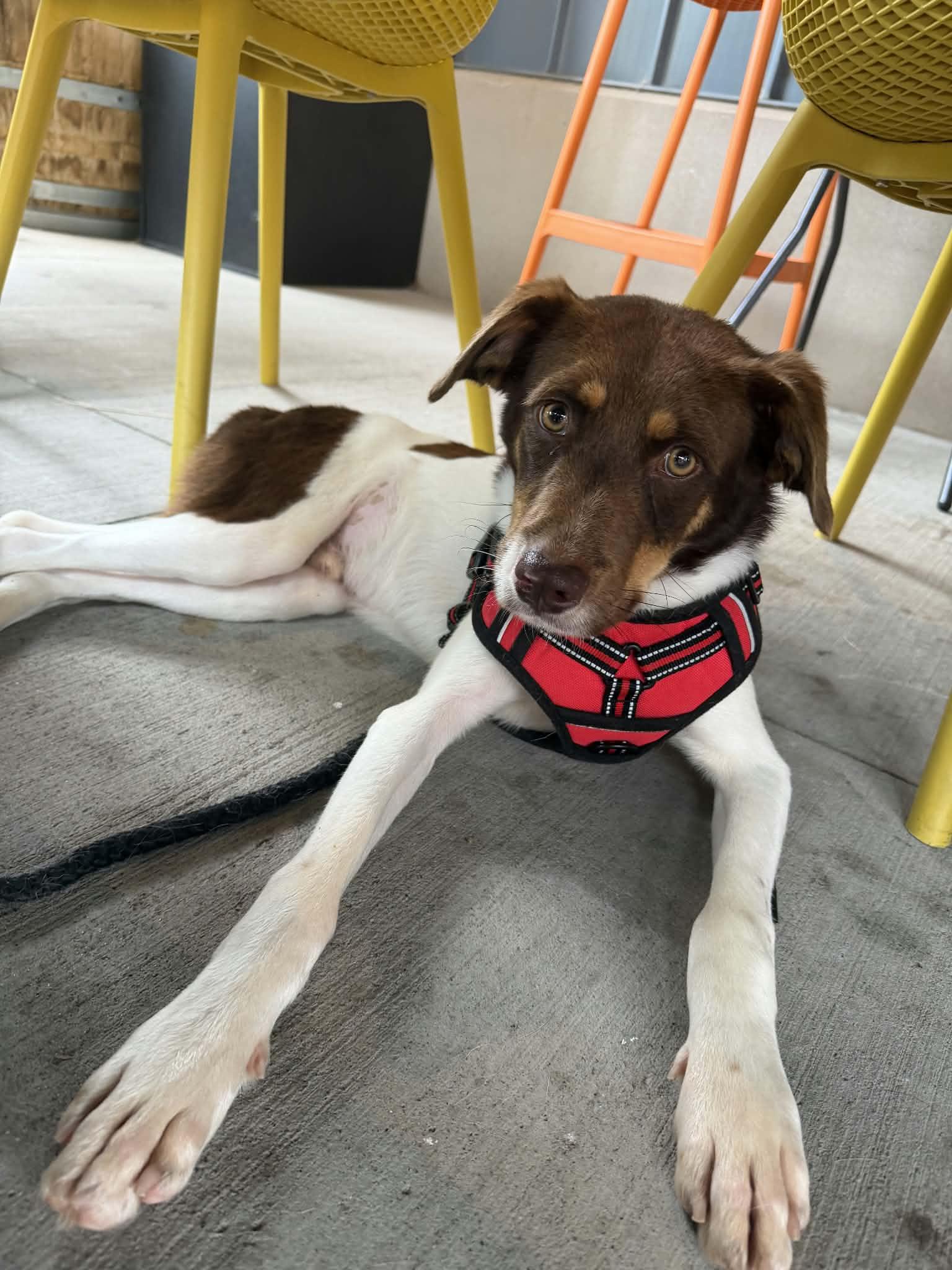 Obie, Adoptable, Young Male Australian Shepherd & Hound.