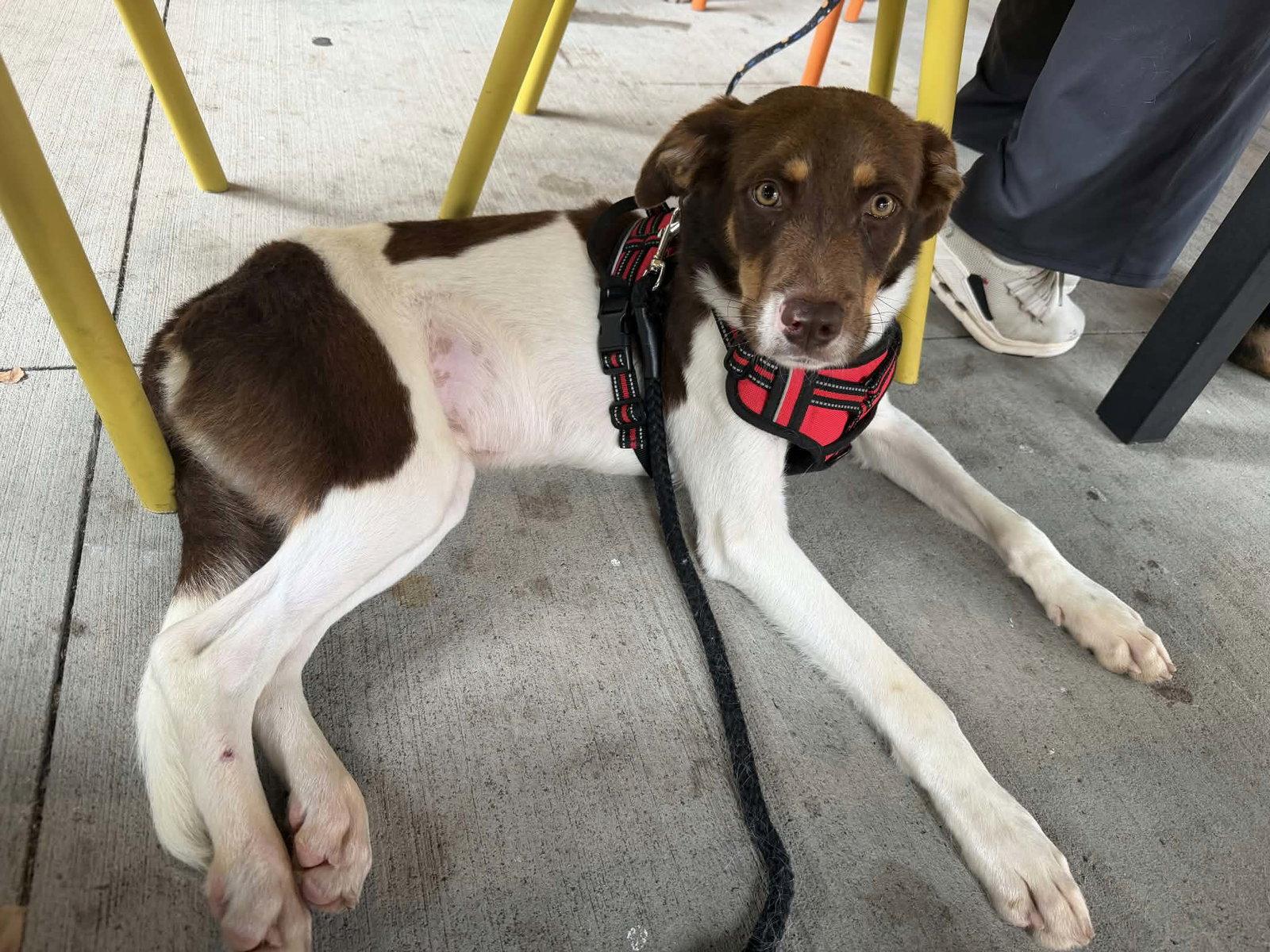 Enlarge Obie, a Adoptable mixed breed in Charlotte, NC image 2/3