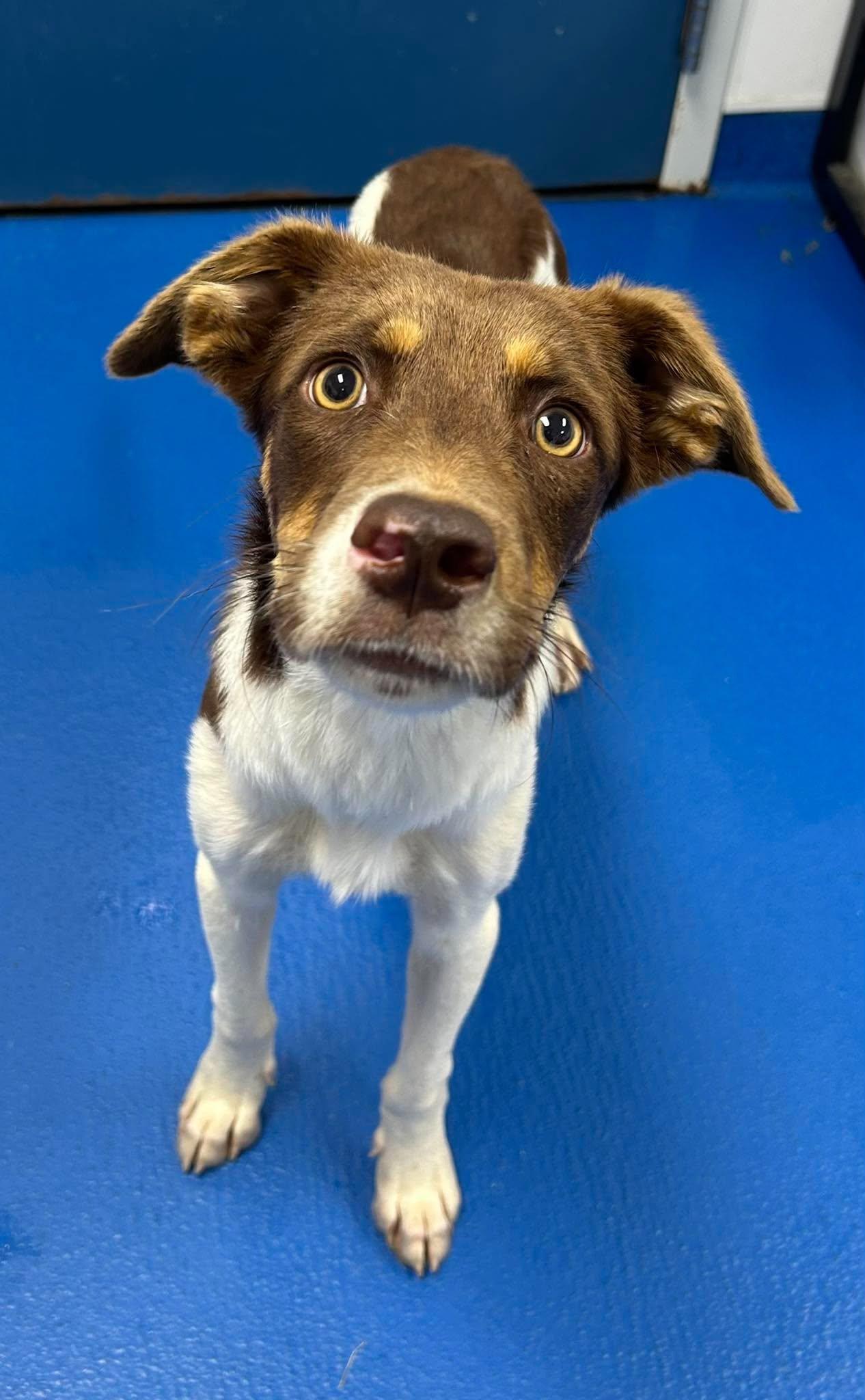Enlarge Obie, a Adoptable mixed breed in Charlotte, NC image 3/3