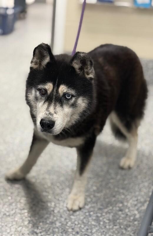 sage, Adoptable, Adult Female Siberian Husky.