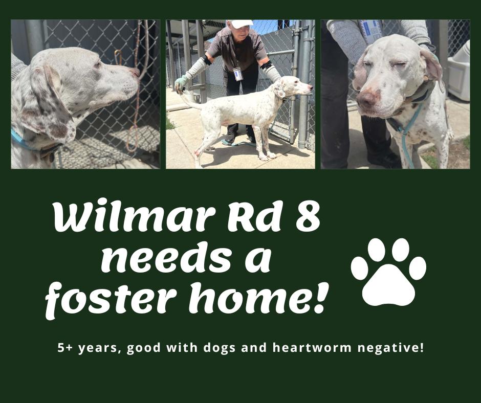 Needs Foster Wilmar Rd 8 (NC), adopted, Adult Male English Pointer.