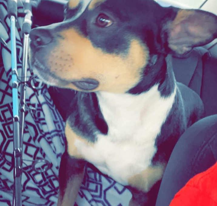 Baxter, a Adoptable mixed breed in Inez, TX image 1/4