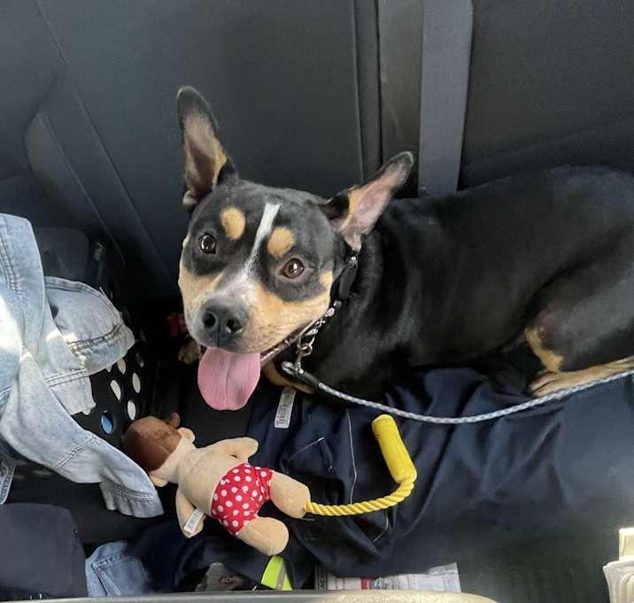 Baxter, a Adoptable mixed breed in Inez, TX image 2/4