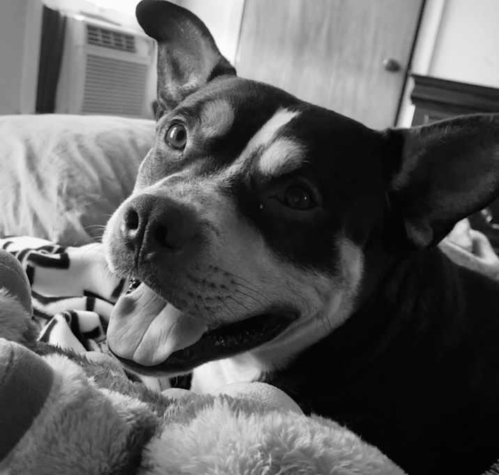 Baxter, a Adoptable mixed breed in Inez, TX image 3/4