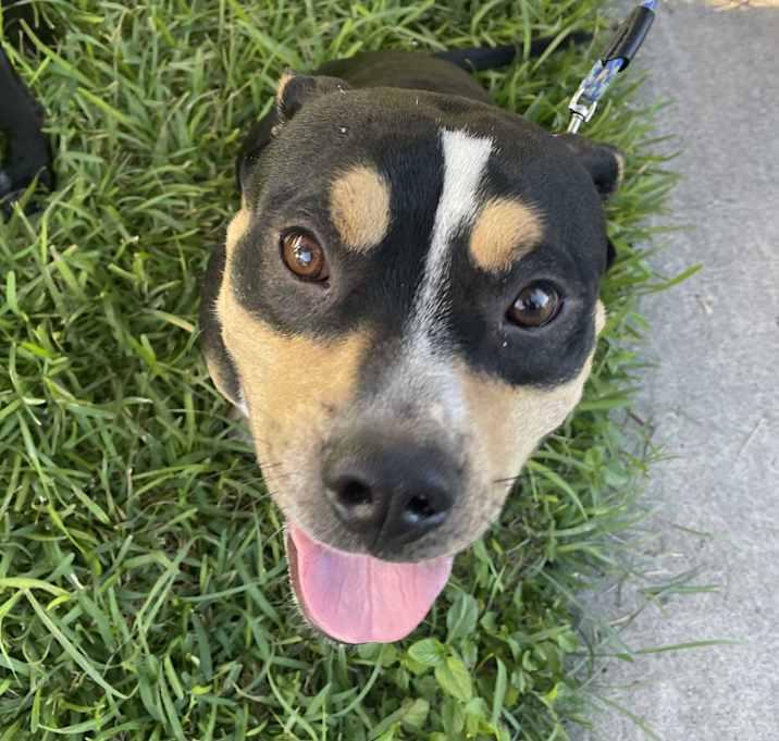 Baxter, a Adoptable mixed breed in Inez, TX image 4/4