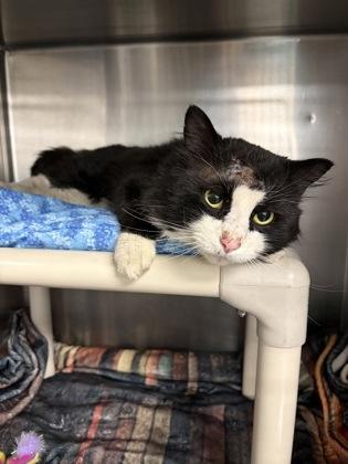 Enlarge Arthur, a Adoptable mixed breed in Lowell, MA image 1/3