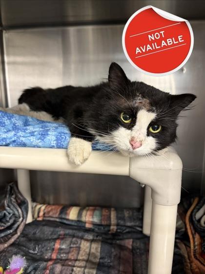 Enlarge Arthur, a Adoptable mixed breed in Lowell, MA image 1/3