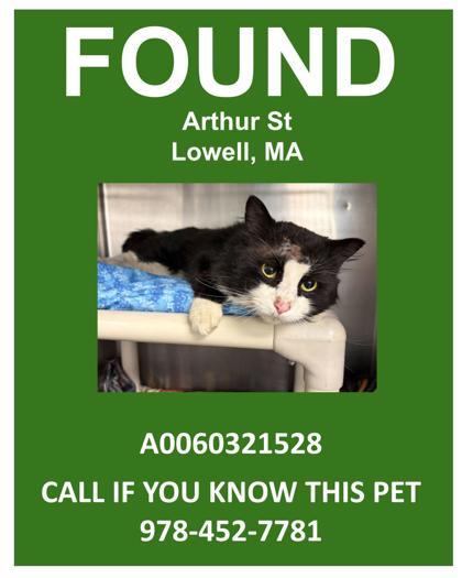 Enlarge Arthur, a Adoptable mixed breed in Lowell, MA image 2/3