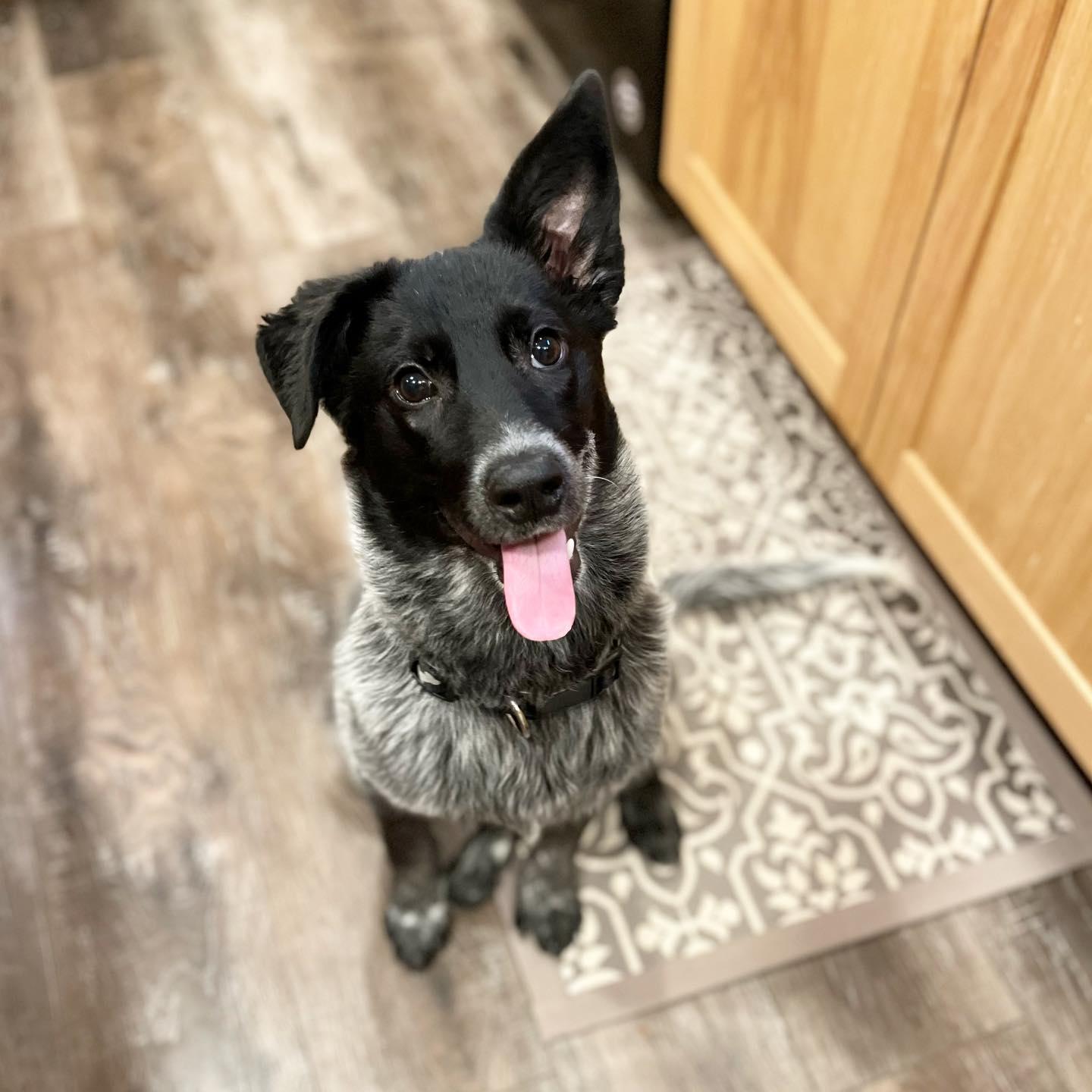Enlarge Jinx, a ADOPTABLE Australian Cattle Dog / Blue Heeler in Sherman, IL image 1/1