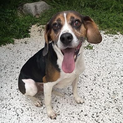 Enlarge Diesel, a Adoptable mixed breed in Danbury, CT image 1/4