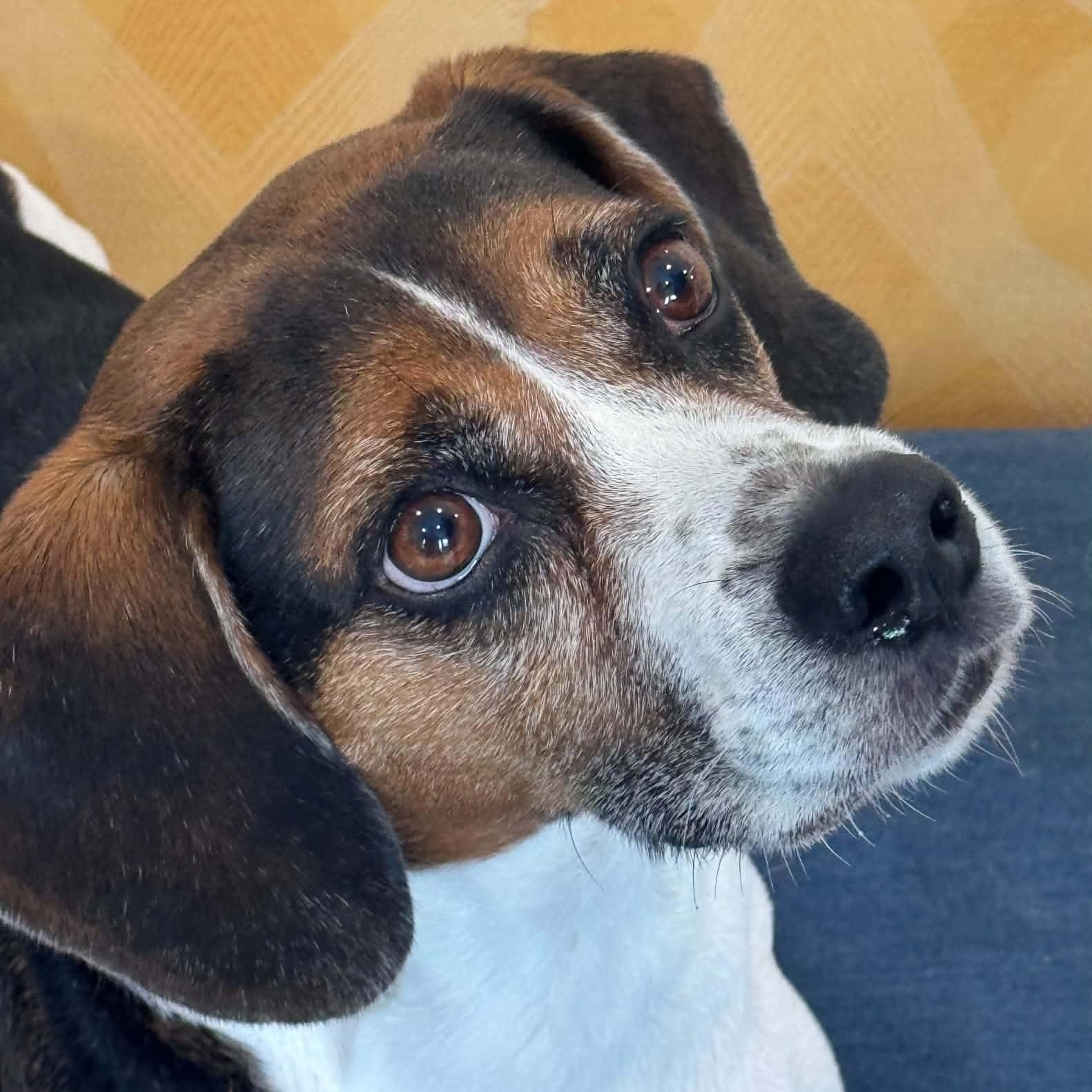 Enlarge Diesel, a Adoptable mixed breed in Danbury, CT image 4/4