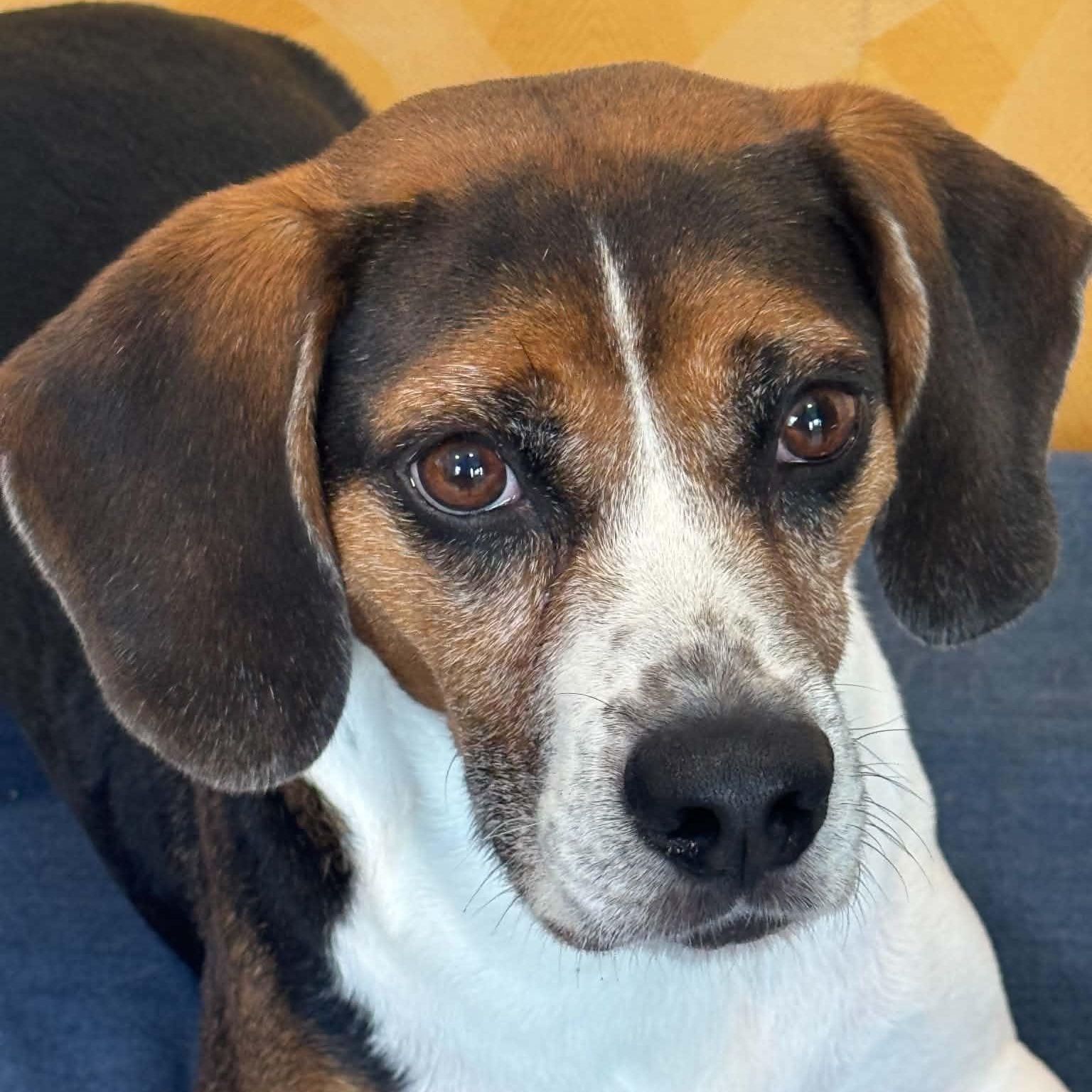 Enlarge Diesel, a Adoptable mixed breed in Danbury, CT image 2/4
