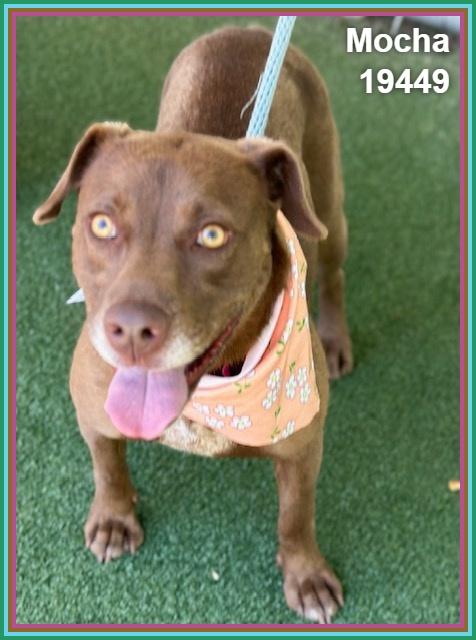 MOCHA, a ADOPTABLE mixed breed in Marietta, GA image 3/6