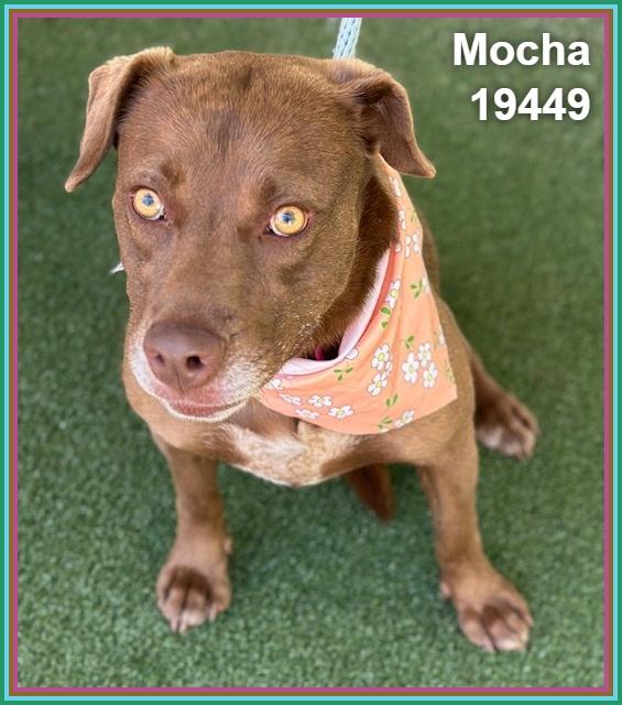 MOCHA, a ADOPTABLE mixed breed in Marietta, GA image 6/6
