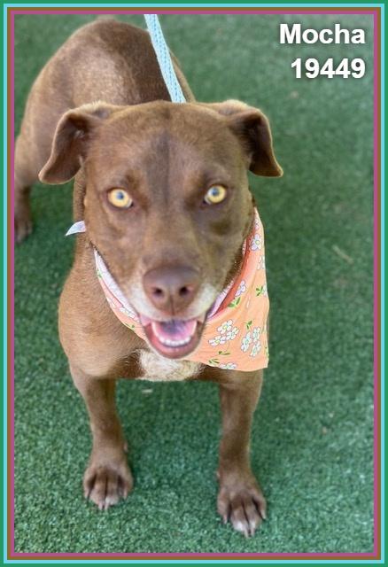 MOCHA, a ADOPTABLE mixed breed in Marietta, GA image 5/6