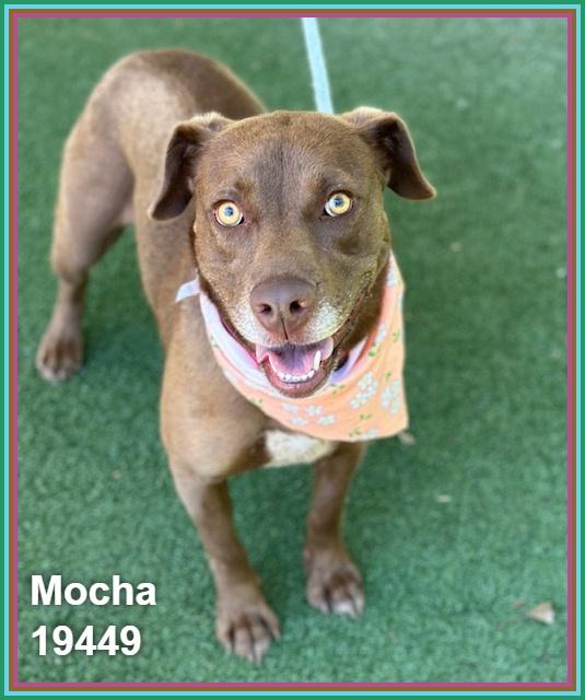 MOCHA, a ADOPTABLE mixed breed in Marietta, GA image 1/6